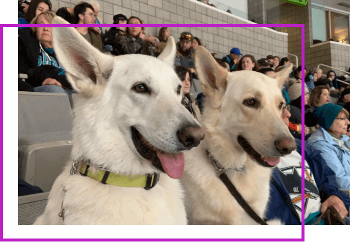 Two white dogs with a crowd of people in the background.