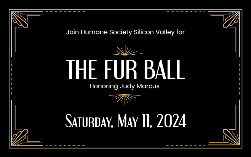 A black and gold poster with the words " join humane society silicon valley for the fur ball honoring judy marcus."